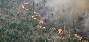 IDW veröffentlicht Factsheet zur EU-Entwaldungsverordnung