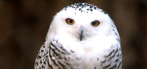 Steuerberater: Welcher Honorartyp sind Sie?