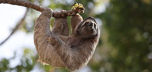 Faultier langsam Bürokratie faul