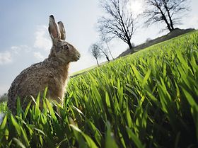 Feldhase sitzt in Wiese