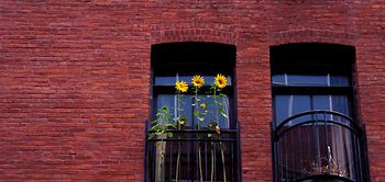 Fenster mit Sonnenblumen