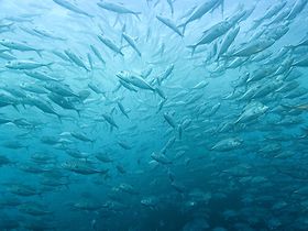 Fische Schwarm Fischschwarm