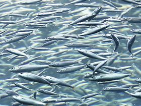 Fischschwarm