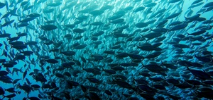 Shifting Minds: Responsible Lobbying für Nachhaltigkeit