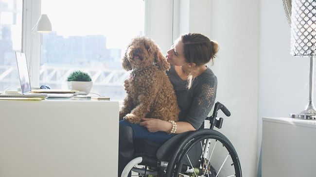 Frau Rollstuhl Schreibtisch Hund Wohnung