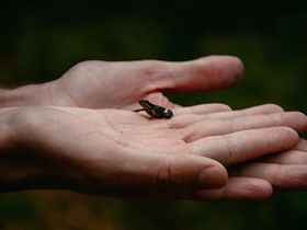 Frosch in der Hand Transfer