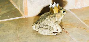 Froschkönig