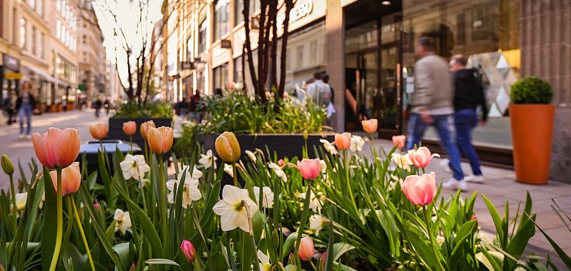 Frühjahrsgestalltung_Pflanzkübel mit Tulpen