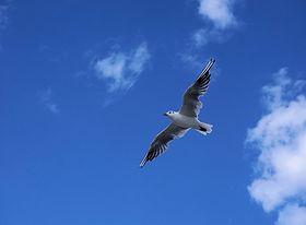 Führung: Freiheit, Vertrauen, Selbstbestimmung