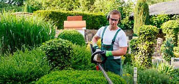 Gärtner beim Hecke schneiden