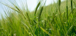 Zahlungsansprüche nach der GAP-Reform 2003