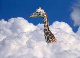 Giraffe über den Wolken Wachstum