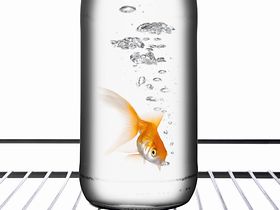 Goldfisch schwimmt in Flasche