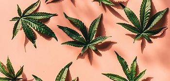 Gras Marihuana Cannabis Hanfpflanze grün rosa