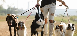 VG Mainz: Hundesteuer für Trainings- und Therapiehunde