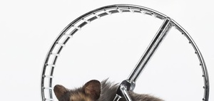 Besser, schneller, länger – Doping im „Hamsterrad“