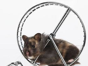 Hamsterrad