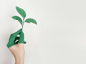 Hand Pflanze nachhaltig