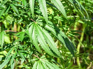 Krankenkasse muss Cannabis für Schmerztherapie nicht erstatten 