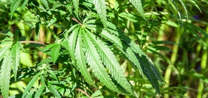OLG: Medizinal-Cannabis bei Glasknochenkrankheit