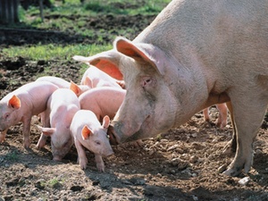 Leistung an vorsteuerabzugsberechtigte Leistungsempfänger