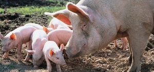 Schlachthöfe: Tierschutz und Arbeitsschutz hängen zusammen