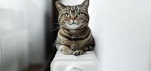 Heizung_Heizkoerper_Katze_Waerme_Alltag