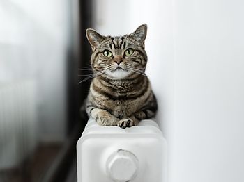 Heizung_Heizkoerper_Katze_Waerme_Alltag