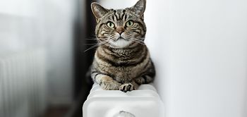 Heizung_Heizkoerper_Katze_Waerme_Alltag