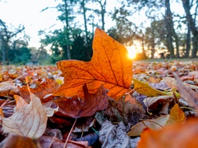 Farbiges Herbstlaub, Nahaufnahme