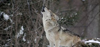 Heulender Wolf im Wald