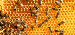 EuG bestätigt EU-Verordnung gegen 3 Pestizide wegen Bienensterben