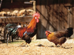 Preisgeld aus der Teilnahme an einer Fernsehshow