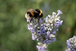 A White-tailed bumblebee (Bombus lucorum) visits lavender plants in a south London suburban garden,