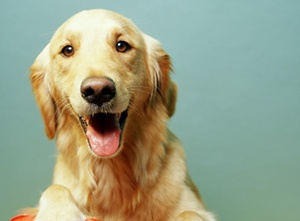 Direktionsrecht: Hund fliegt nach 3 Jahren aus dem Büro