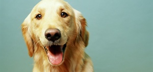 Kostenübernahme für Blindenführhund neben Blindenlangstock