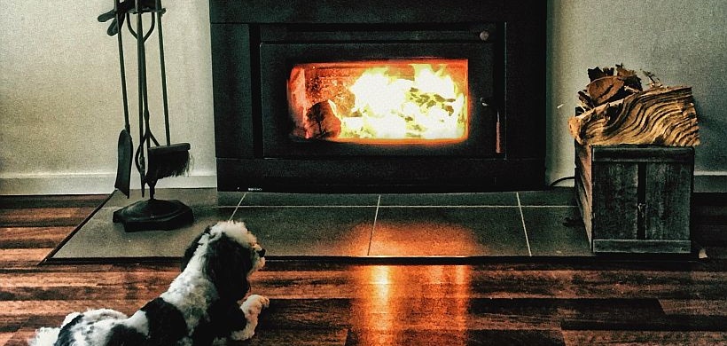 Hund Kamin Holz Kaminholz Holzkamin