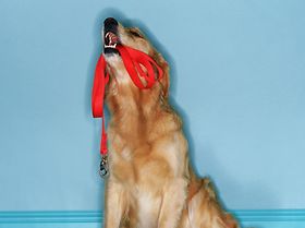 Hund mit Leine im Maul