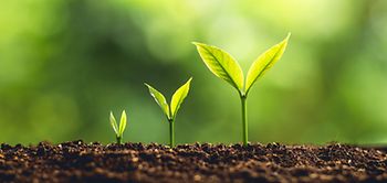 Junge Pflanze wächst