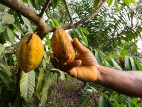 Kakao Westafrika