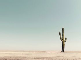 Kaktus Minimalismus Genügsamkeit