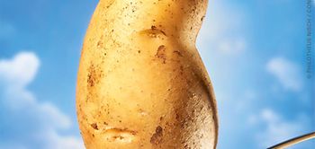 Kartoffel von  Philotheus Nisch / Connected Archives