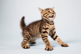 Katze zeigt die Zähne
