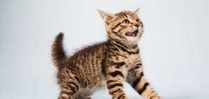 Bissige Katze verletzt Besucher – Tierhalter haftet