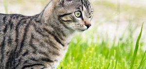 Halten von Katzen in Mietwohnung: Katze im Treppenhaus?