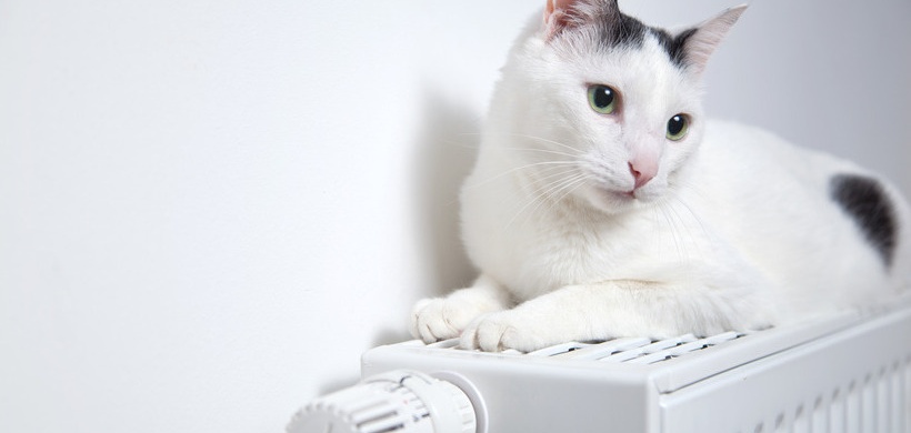 Katze liegt auf Heizung