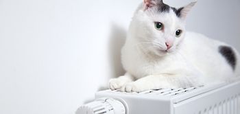 Katze liegt auf Heizung