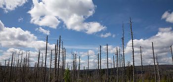 Klimafolgen_Borkenkäfer_kahle Bäume