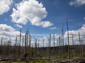 Dying and damaged spruce trees in the Harz National Park area of Germany, suffering from bark beetle