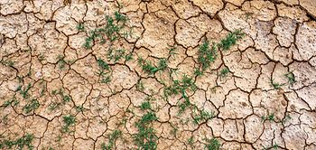 Klimafolgen_Dürre_trockenes Feld